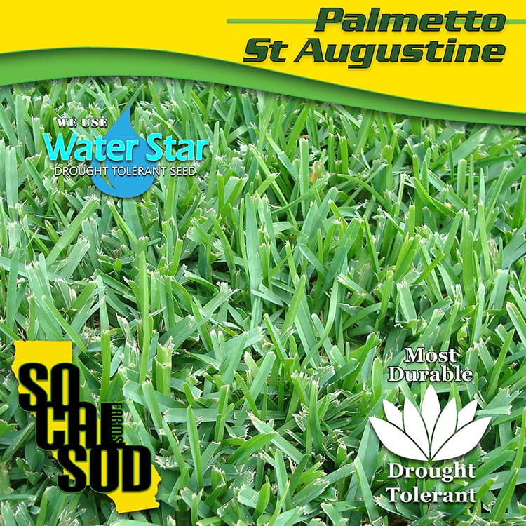 The thick and durable St Augustine sod is great for pets and high traffic areas.