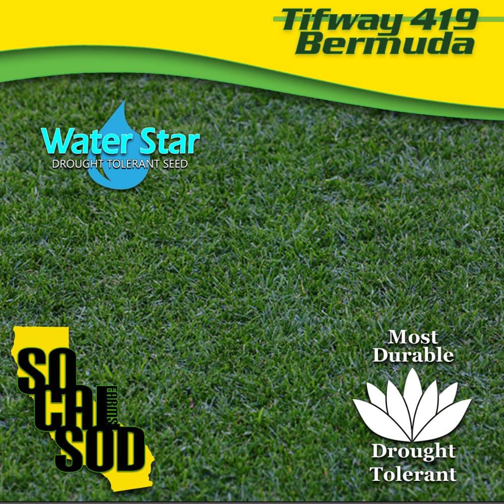 High traffic Bermuda Sod is a great water saving grass.