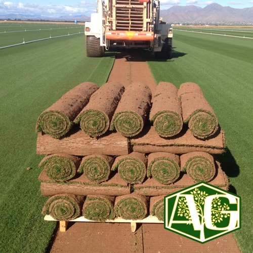 Sod and Turf (Grass) Products